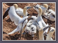 Basstölpel brüten seit 1991 auf Helgoland