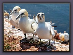 Drei auf Helgoland