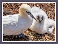 Flauschküken