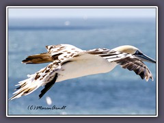 Fliegen im Wind