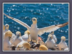 Ich bin der König von Helgoland