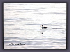 Kormoran - Phalacrocorax carbo