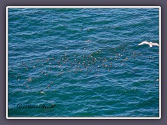 Nach dem Lummensprung - im Nordseewasser