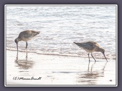 Pfuhlschnepfen - Limosa lapponica - im Schlichtkleid