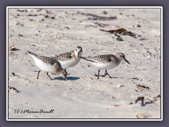 Sanderlinge -Calidris alba