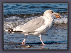 Silbermöwe - Larus argentatus