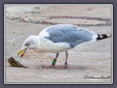 Silbermöwe auf Fischfang