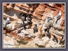 Trottellummen gehören zur Familie der Alkenvögel