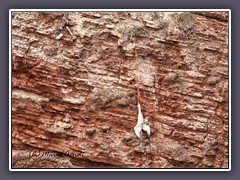 Unglücksvogel - Todesfalle Plastikschnüre alter Fischernetze