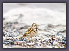 Wiesenpieper - Anthus pratensis