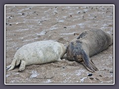 Im Winter 2020 wurden 652 Kegelrobbenbabys geboren