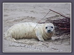 Im Winter werden auf Helgoland auf der Düne die Kegelrobbenbabys geboren