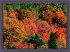 Bunte Herbstansichten im Swan Valley