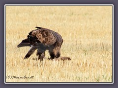 Golden Eagle