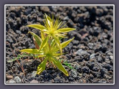 Smoothstern - Blasing Star - Mentzella leavicaulis - wächst auf Lava