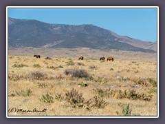 Wildpferde am Great Basin Highway 93