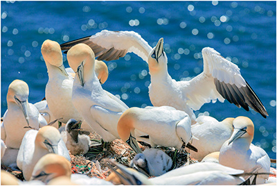 Isle Helgoland