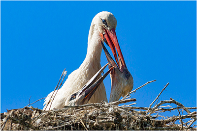 White Storks