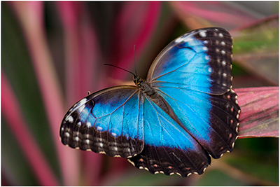 tropical Butterflys