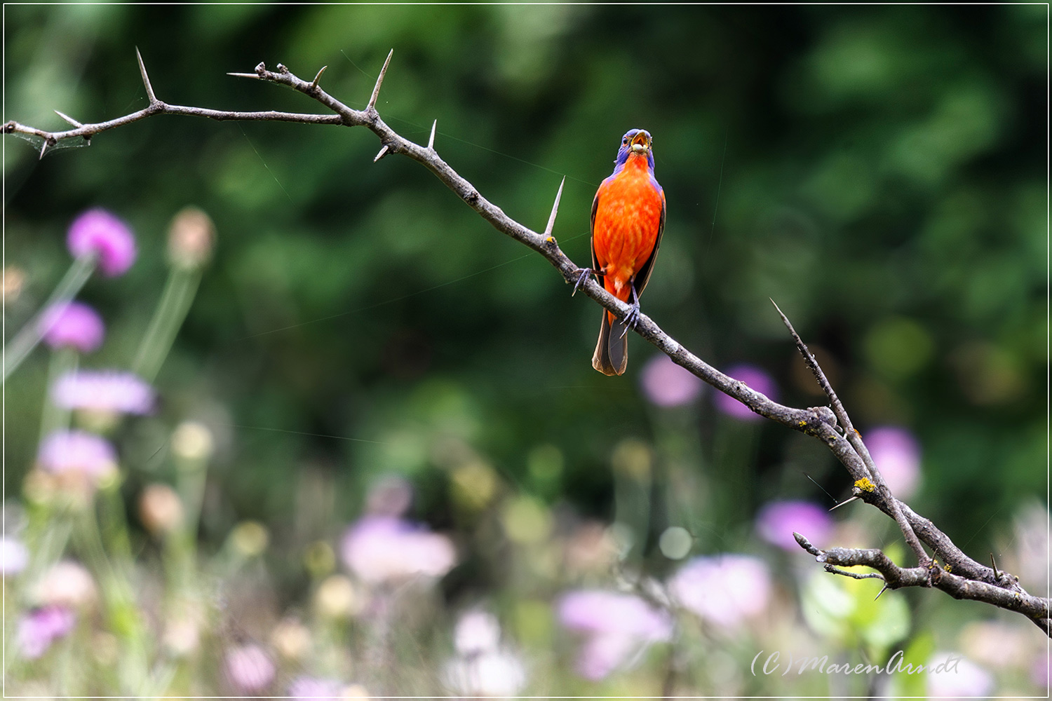 Painted Bunting