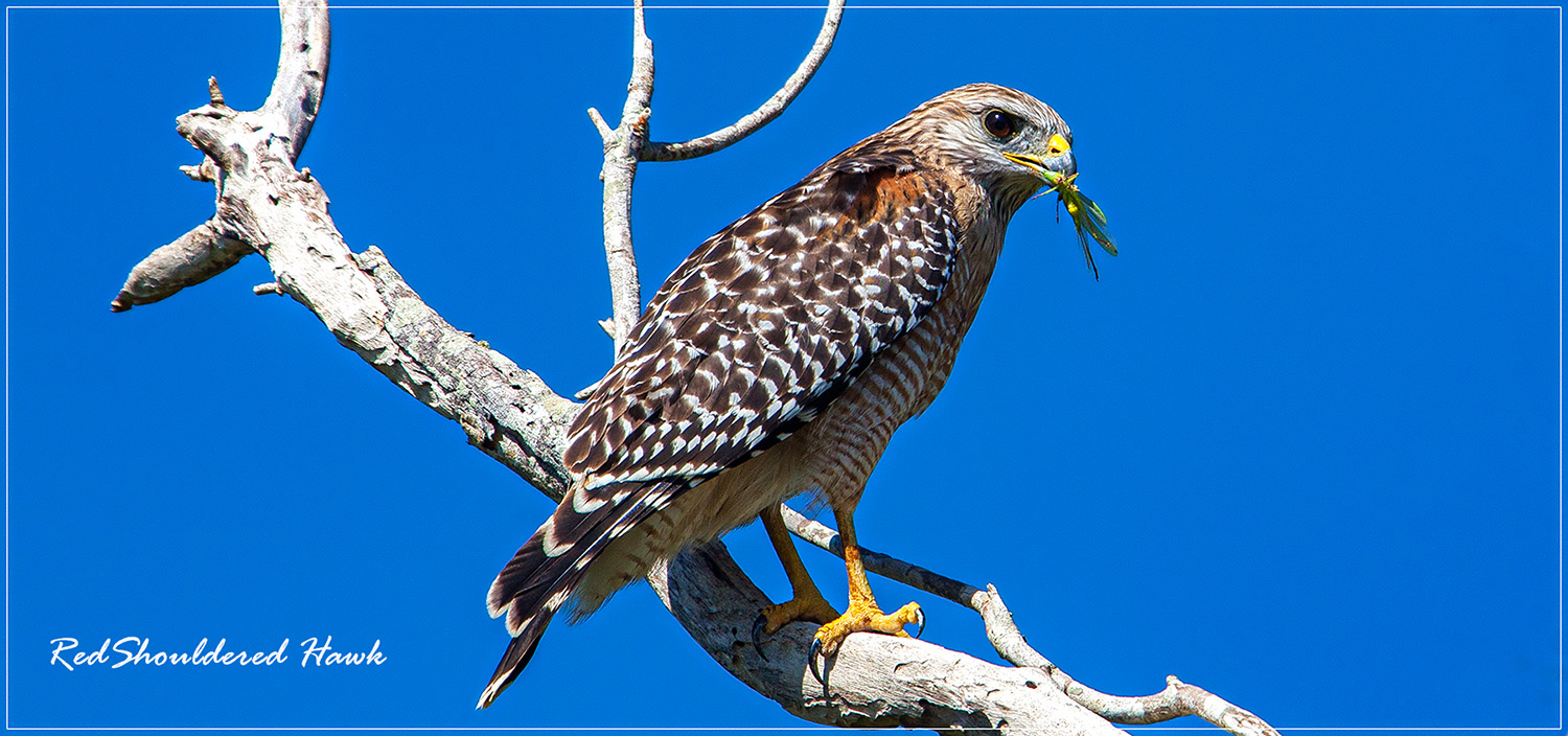 Redshouldered Hawk