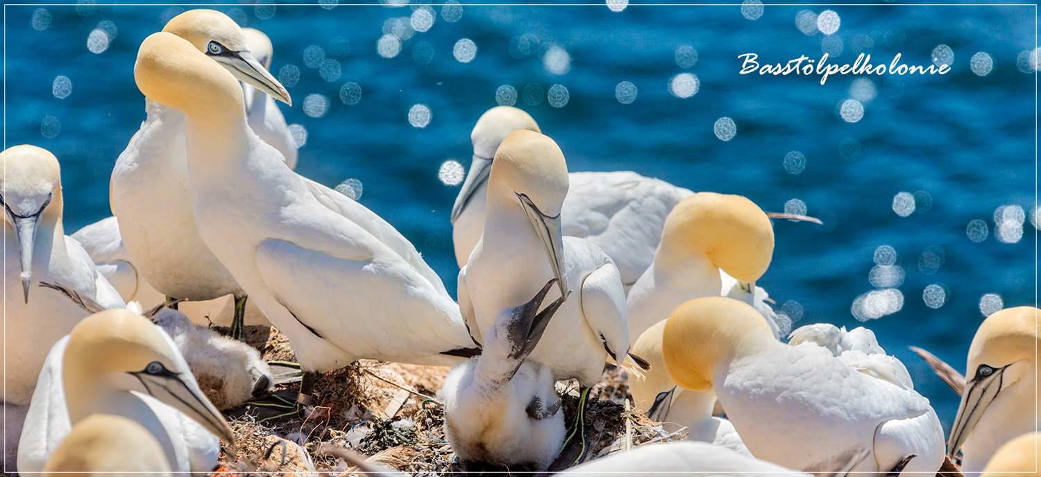 Die Insel Helgoland