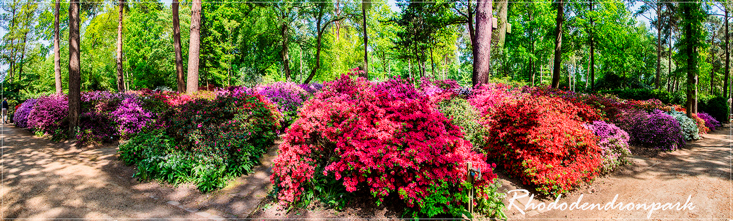 Rhododendron Park