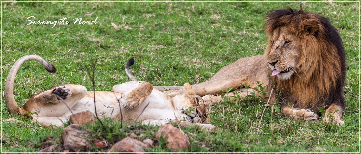 Löwen im Serengeti NP