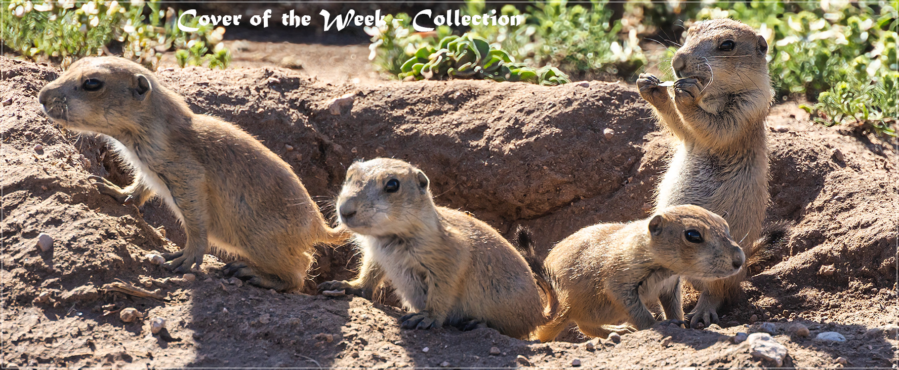 Prairie Dogs