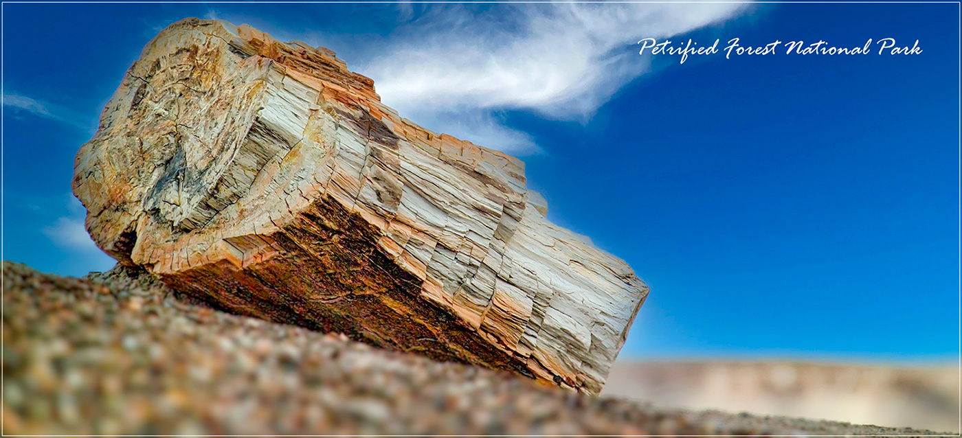 Petrified Wood