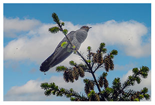 Wildvögel