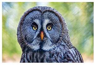 Zoovögel