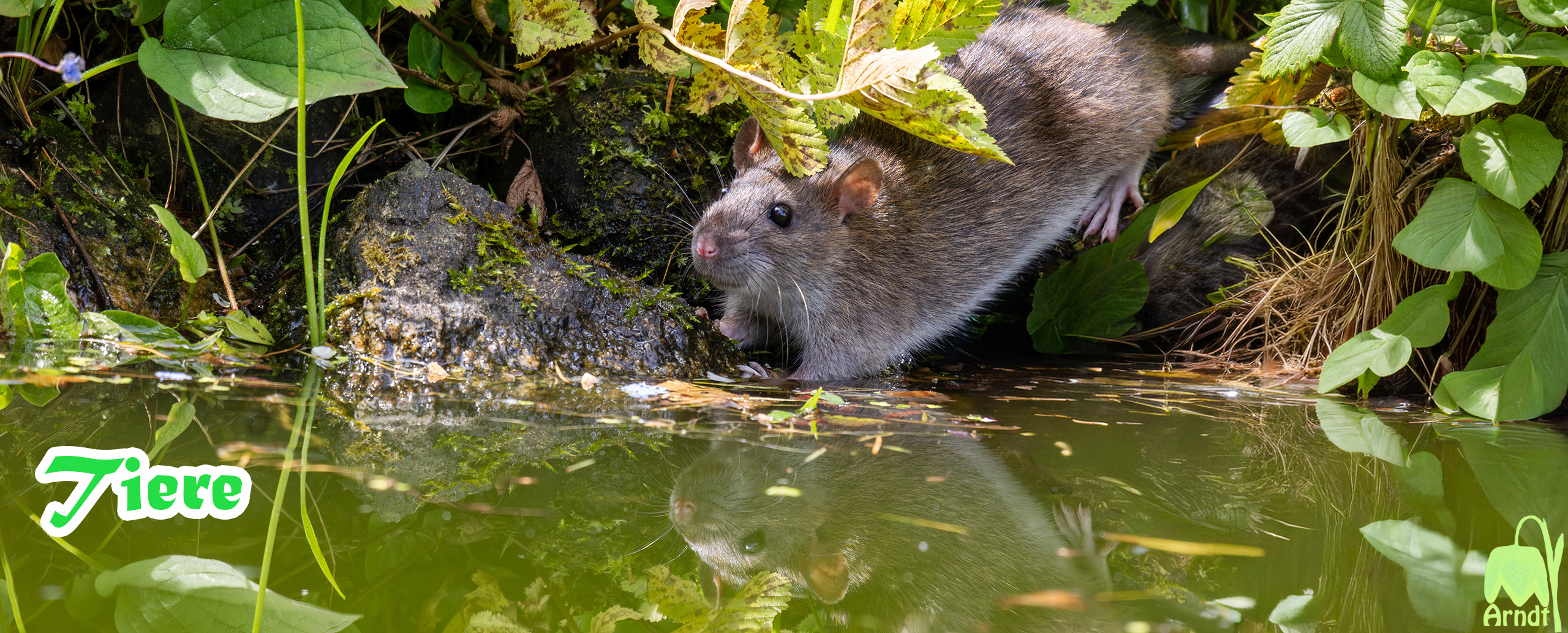 Ratte