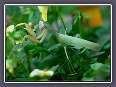 Afrikanische grüne Gottesanbeterin -  Sphodromantis viridis