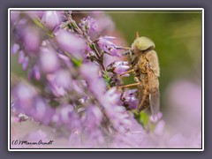 Atylotus loewianus - Männchen beissen nicht  - Bremse 