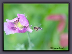 Biene im Anflug