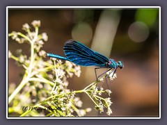 Blauflügel-Prachtlibelle - Calopteryx virgo - Männchen