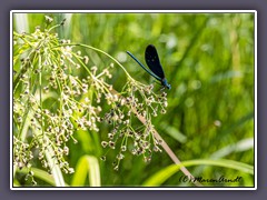 Blauflügel-Prachtlibelle - im Habitat an der Drepte