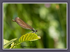 Blauflügel-Prachtlibelle - Weibchen