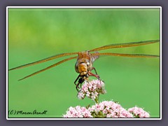 Braune Mosaikjungfer - Aeshna grandis