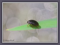 Braunfüßiger Wasserkäfer - Hydrobius fuscipes