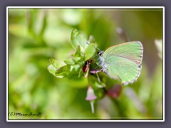 Brombeerzipfelfalter oder grüner Zipfelfalter - Callophrys Rubi auf Rauschbeere