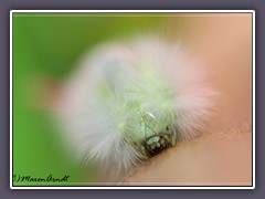 Buchen Streckfussraupe - Calliteara pudibunda