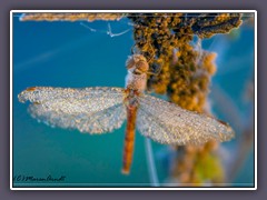 Der letzte Tag - Heidelibelle im Frost