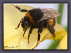 Erdhummelkönigin leckt Zuckerwasser - Bombus terrestris