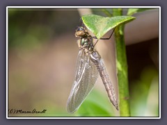 Falkenlibelle oder Smaragdlibelle - Cordulia aenea