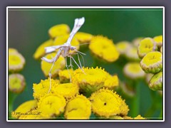 Familie der Federgeistchen - Platyptilia pallidactyla