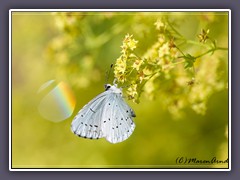 Faulbaumbläuling - Celastrina argiolus