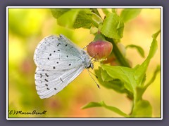 Faulbaumbläuling an Blaubeerblüte