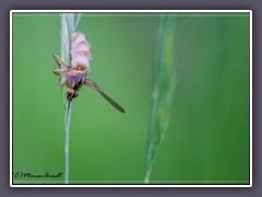 Fliegentöter - ein Pilz tödlich für Fliegen - Entomophthora muscae